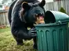 How Urban Bears Outsmart Trash Cans: The Strange Puzzle of Their Food-Seeking Smarts