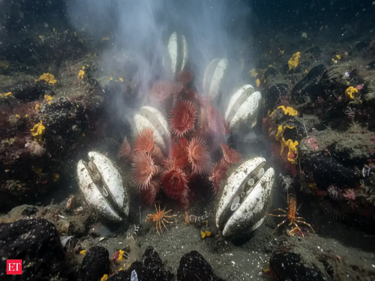 Deep-Sea Escanaba Trough Holds Secrets of Earth's Fiery Core