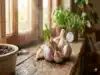What Triggers Garlic to Sprout Weeks Earlier Than Expected?