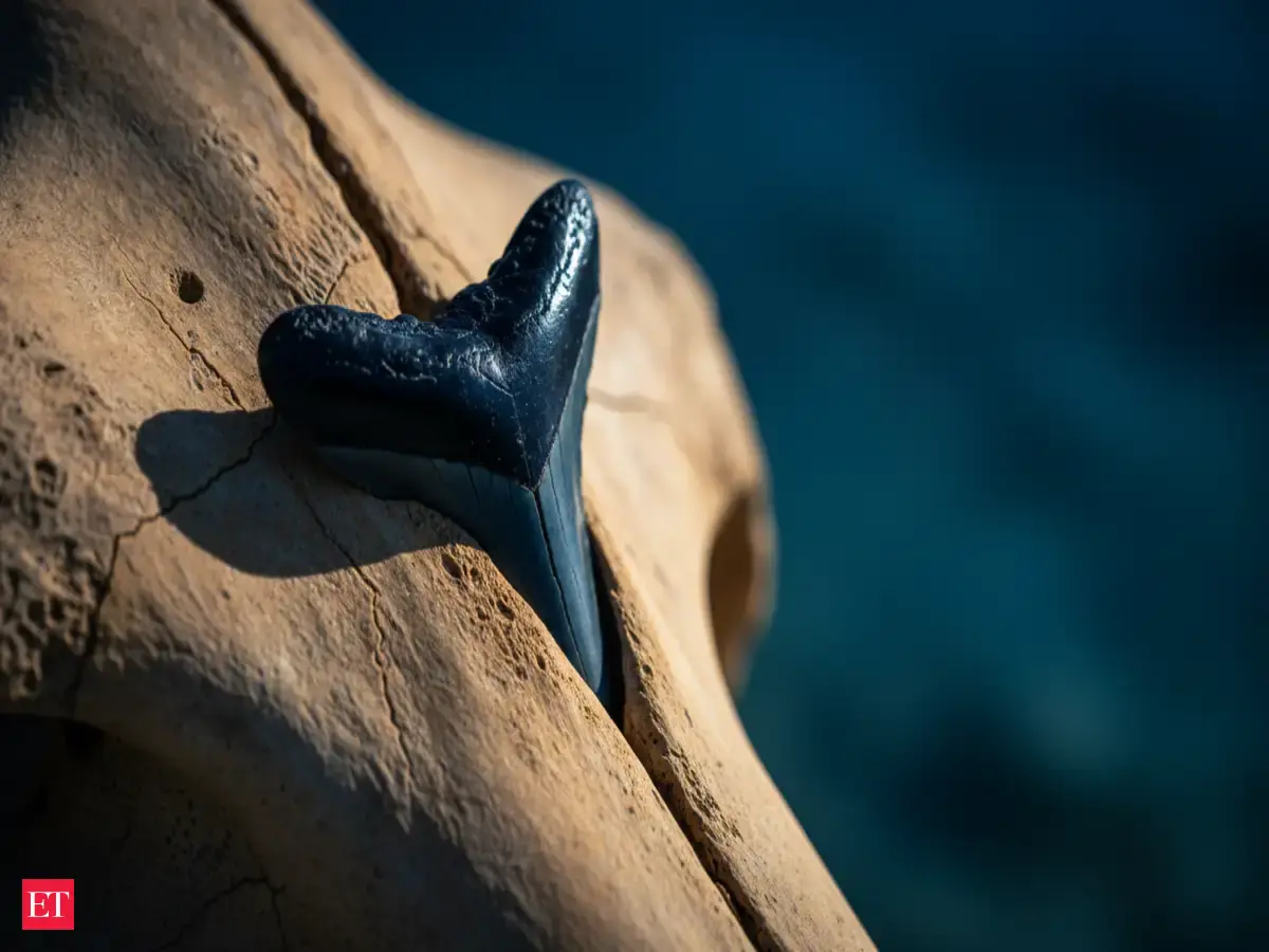 Shark Teeth Found Stuck in Ancient Whale Skulls Uncover Fierce Feeding