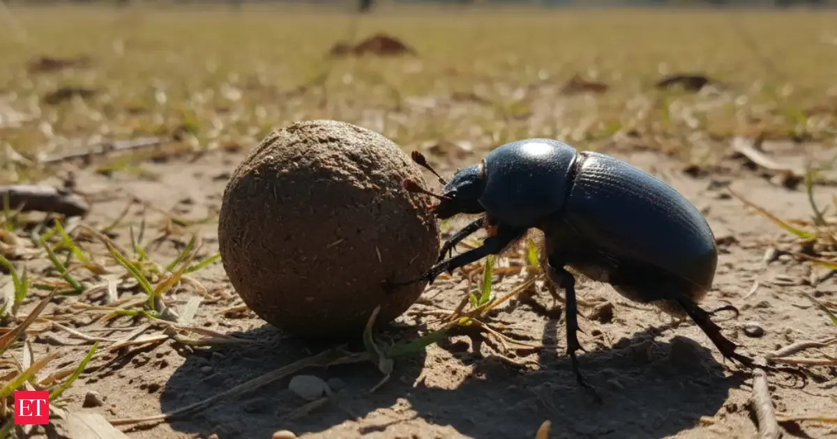 Why Dung Beetles Are Digging Deeper and What It Reveals About Surviving a Hotter Planet