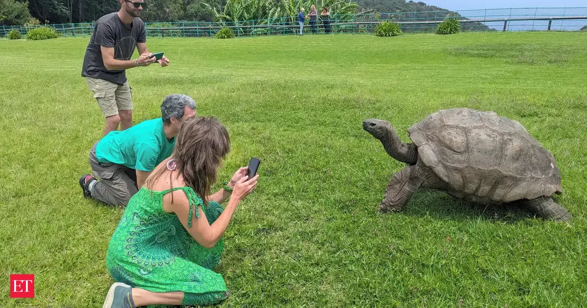 Where is tortoise Jonathan, world's oldest living land animal? How to go and see him?