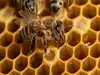 How Honeybees Mastered the Mystery of Zero