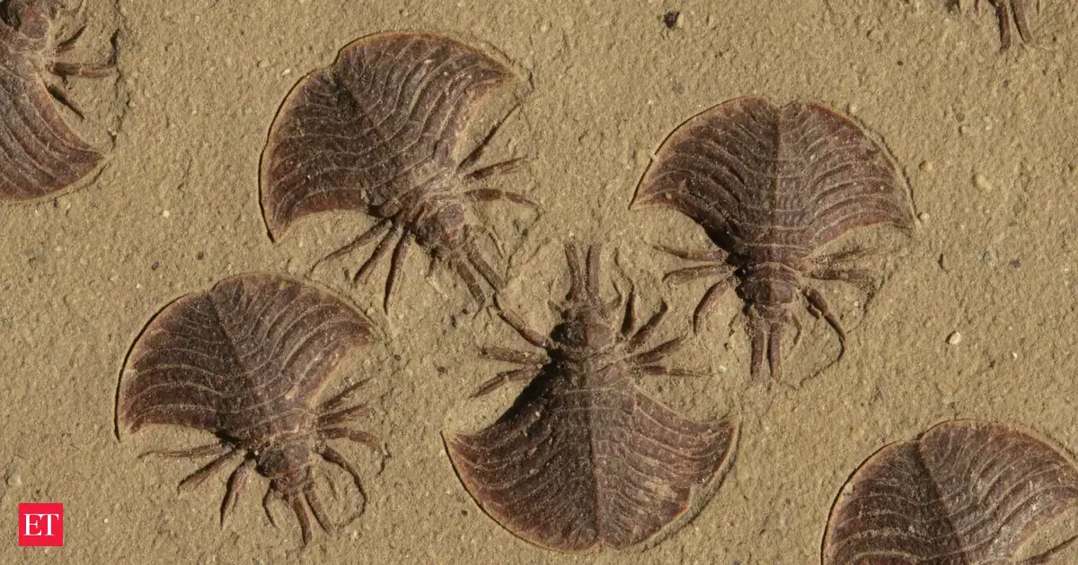 Inside the Discovery of a Rare “Living Fossil” From the Age of ...