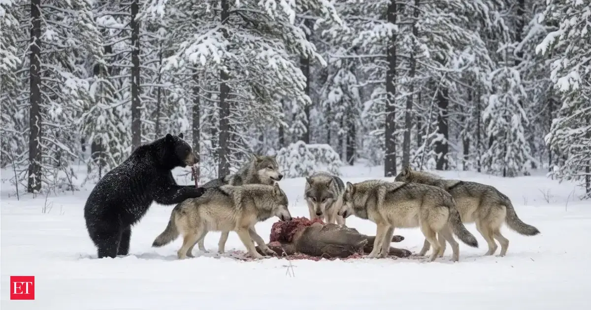 Why Wolves and Bears Don’t Always Compete the Way We Expect - The ...
