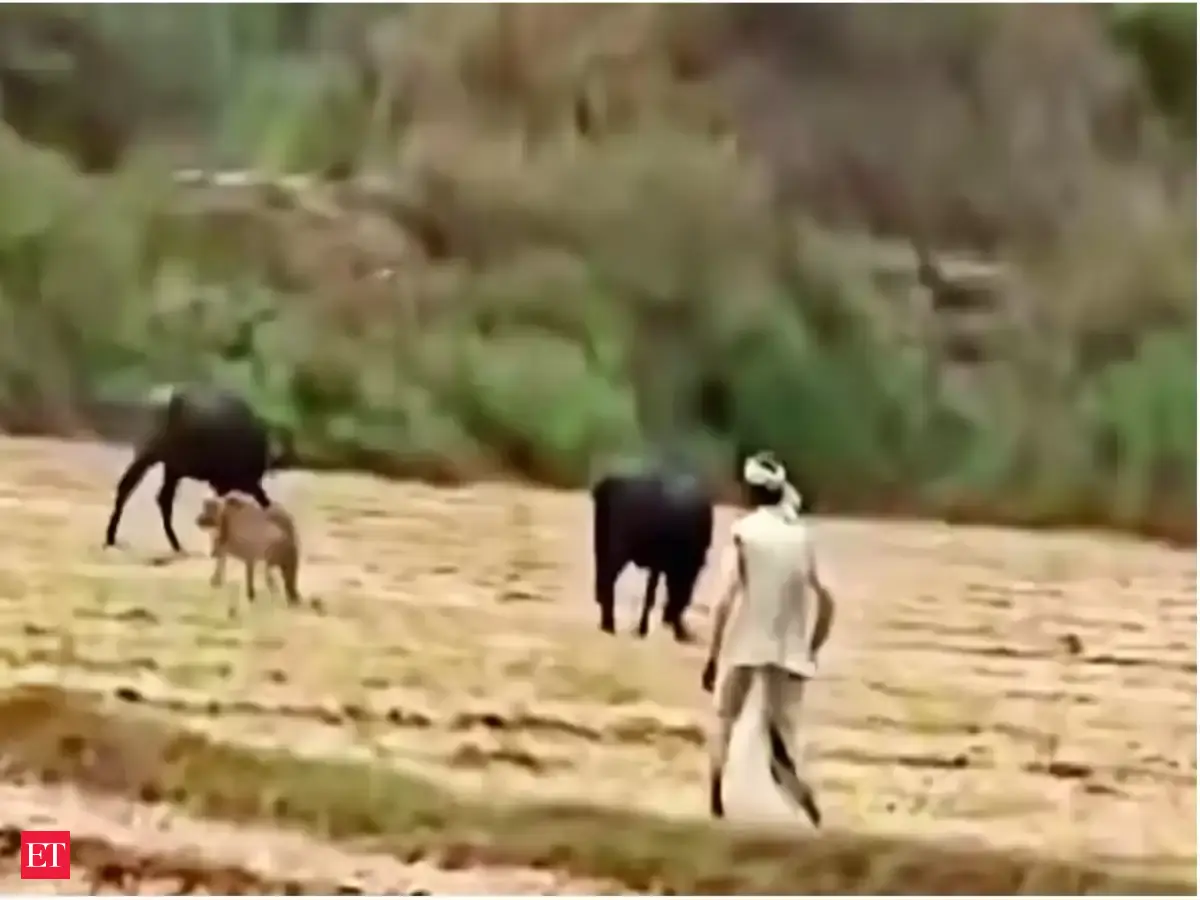 Madhya Pradesh farmer chases away cheetah, forest officials call it sign of adaptation in Kuno landscape
