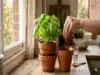 Double Pot Water Mug Trick &ndash; The Simple Way to Keep Indoor Basil Alive With One Daily Pinch