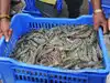 Fresh food demand drives cold chain upgrade in seafood sector