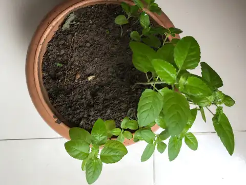 Tulsi: Easy and powerful