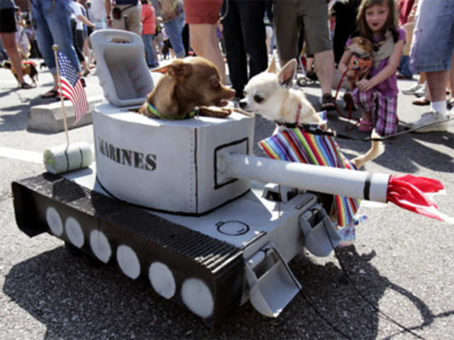 Dogs in a tank before Cinco de Mayo Chihuahua parade