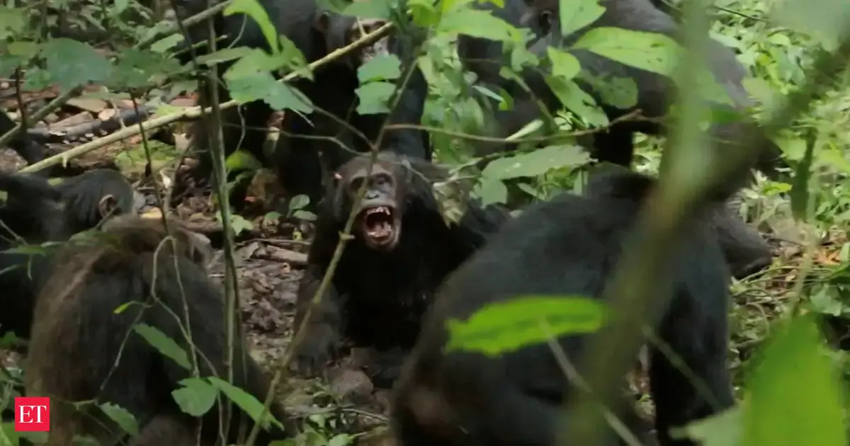 Chimpanzees wage ‘war’ in Uganda's Kibale National Park, study shows they fight organised battles