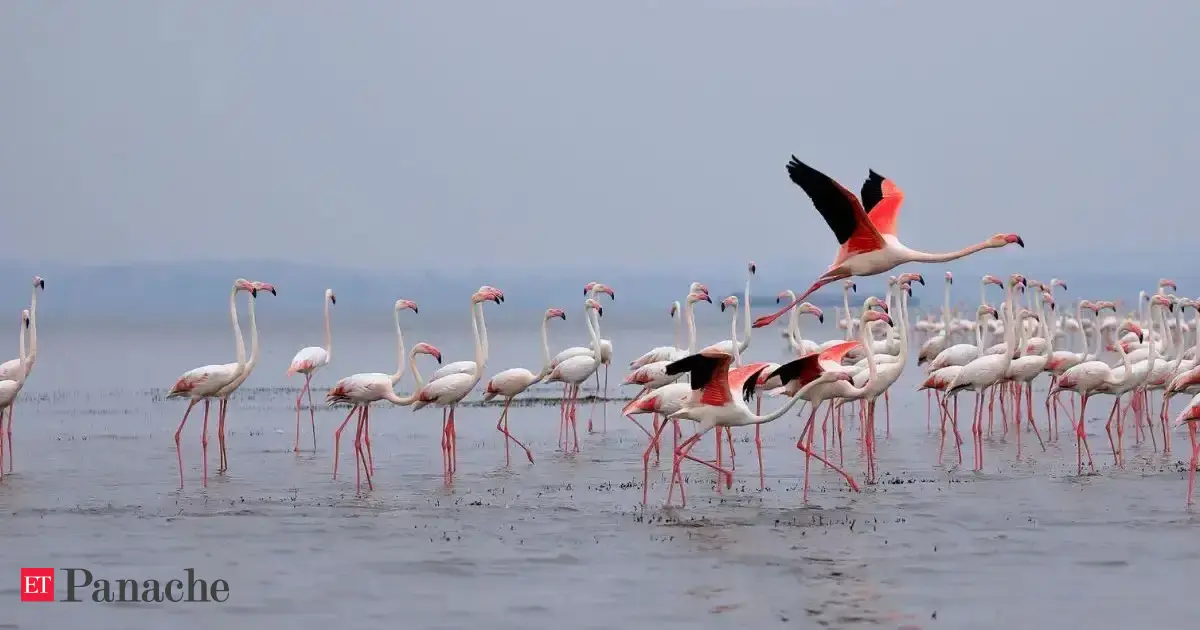 Roughly 60 kms from Chennai, this lake turns pink with flamingos in summer. April is the best time to see them