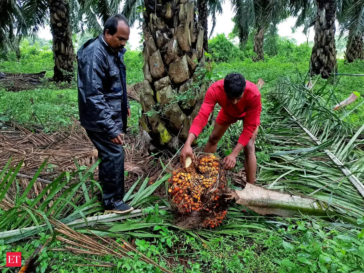 India's March palm oil imports fall 19% to three-month low