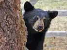 &lsquo;Big Boy&rsquo; a well known bear found dead on British Columbia&rsquo;s Sunshine Coast; inv:Image