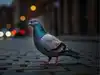 Why Pigeons Walk Through Crowds Instead of Flying Away