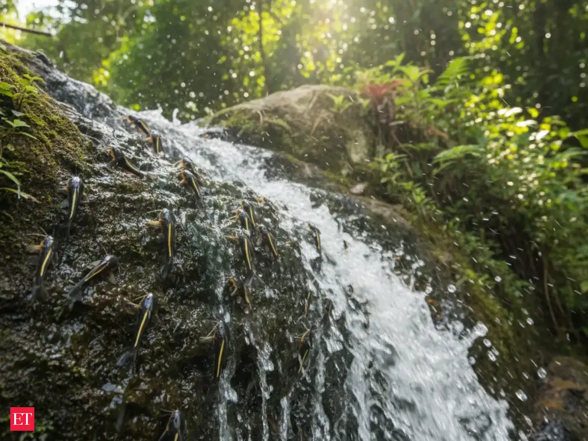 These Tiny Fish Are Climbing Waterfalls And Scientists Are Still Figuring Out Why