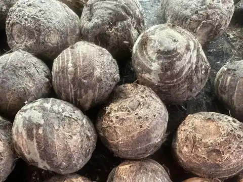 Root Vegetables like Arbi (Taro Root)
