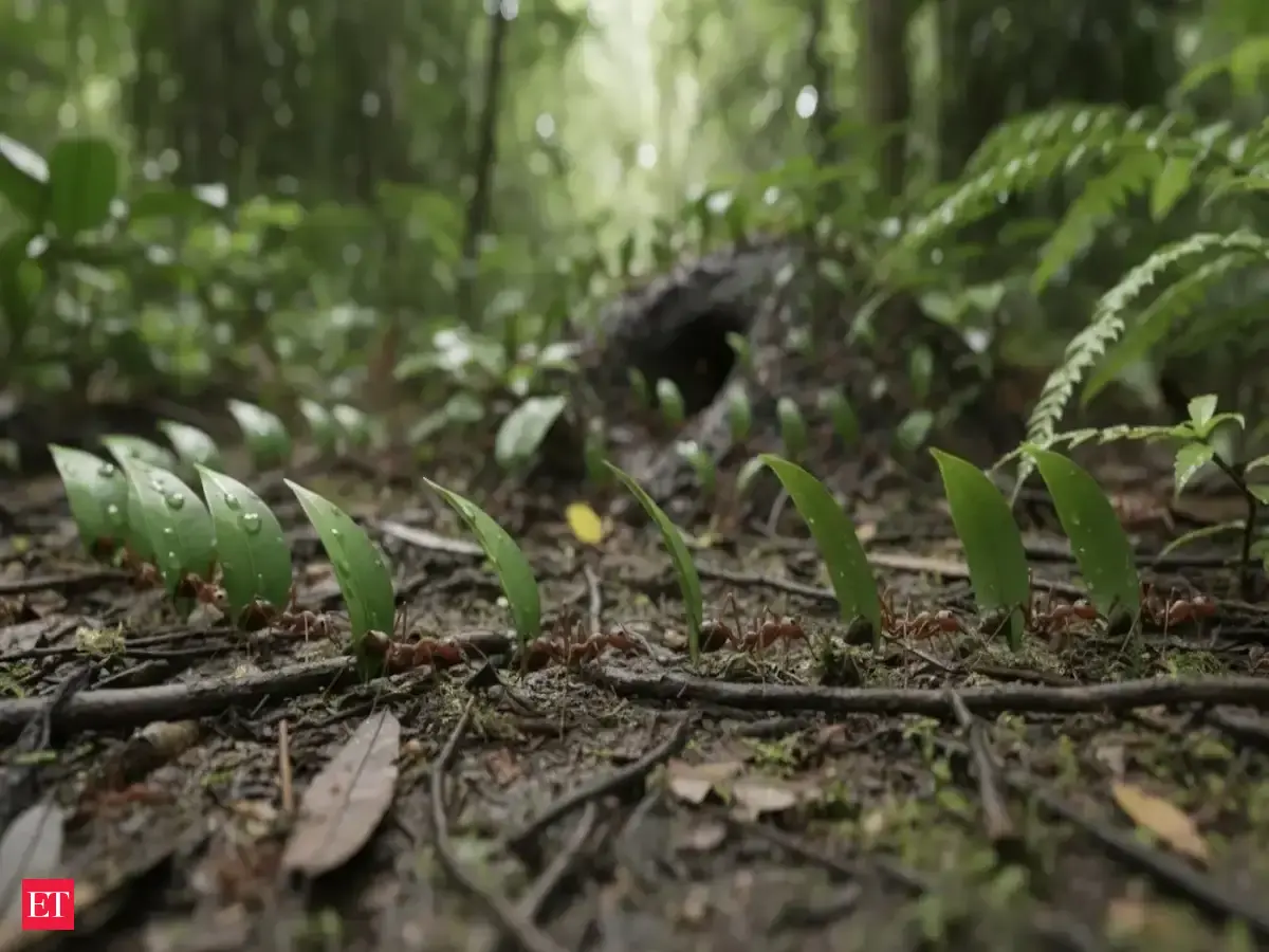 Inside the Underground Farms Run by Ant Colonies
