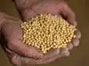 West Asia conflict: India's soybean meal exports fall 63%