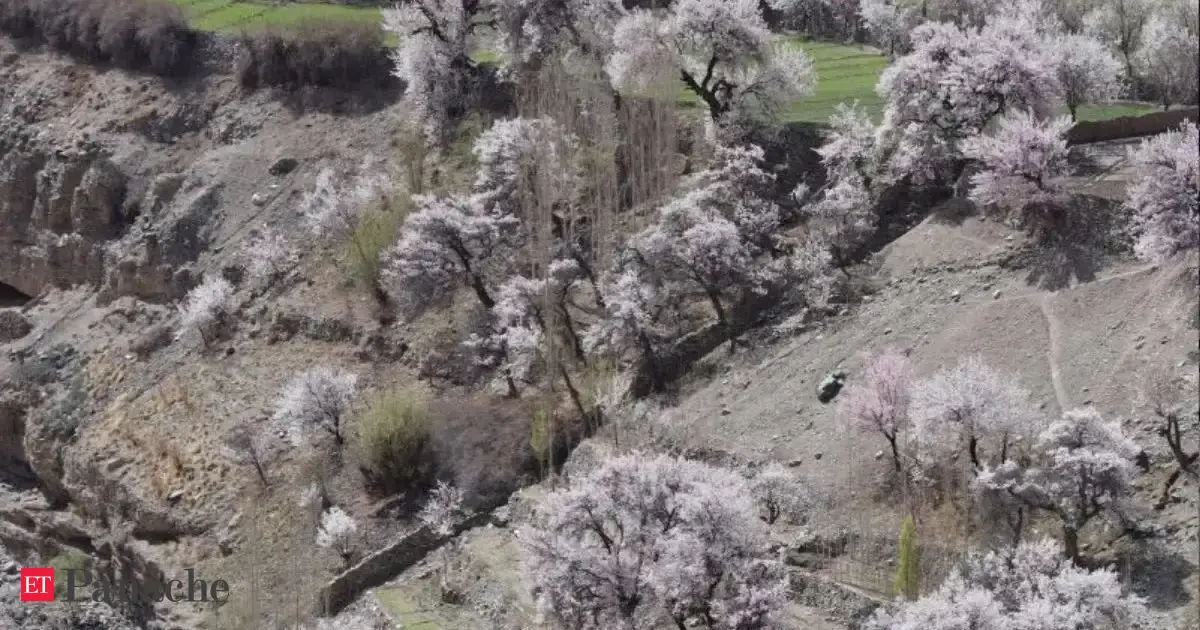 Ladakh Experiences Apricot Bloom Season Amidst Snowy Mountains, Enhancing Scenic Beauty