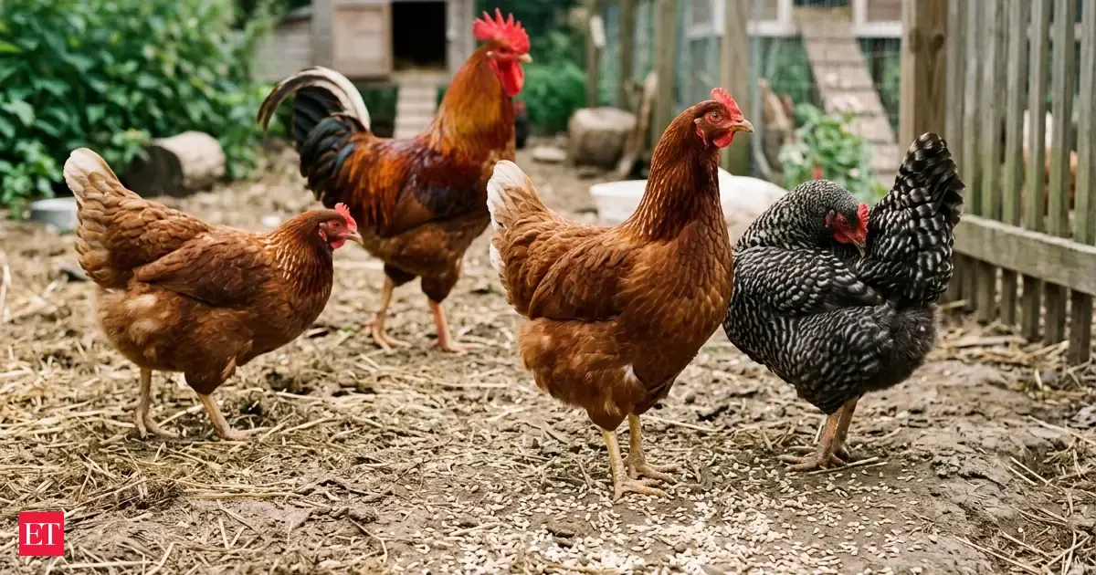 Chinese proverb of the day: 'Large chickens don’t eat...' Life lessons on human nature, success and why focusing on the big picture is vital