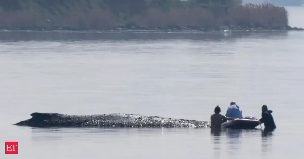 Who is Timmy the whale? From donations to live streams: Viral sensation grips Germany — here’s why