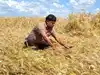 Centre relaxes wheat procurement norms for Punjab to counter rain damage