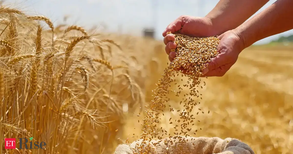 Wheat rallies on weather woes and Iran-linked fertilizer crunch