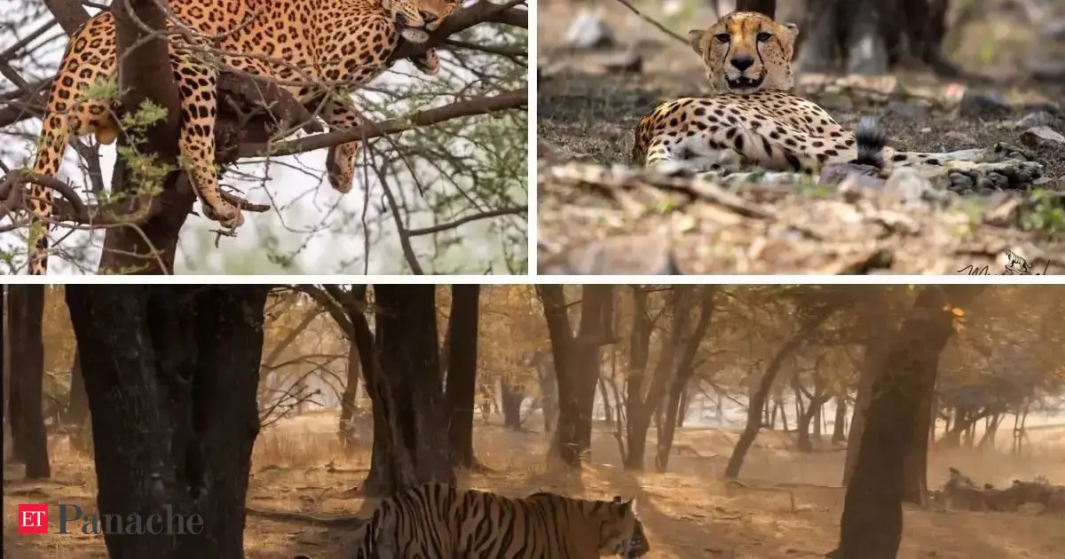 Ranthambore National Park visitors just witnessed a once-in-a-lifetime moment: Tiger, cheetah and leopard spotted together in rare sight