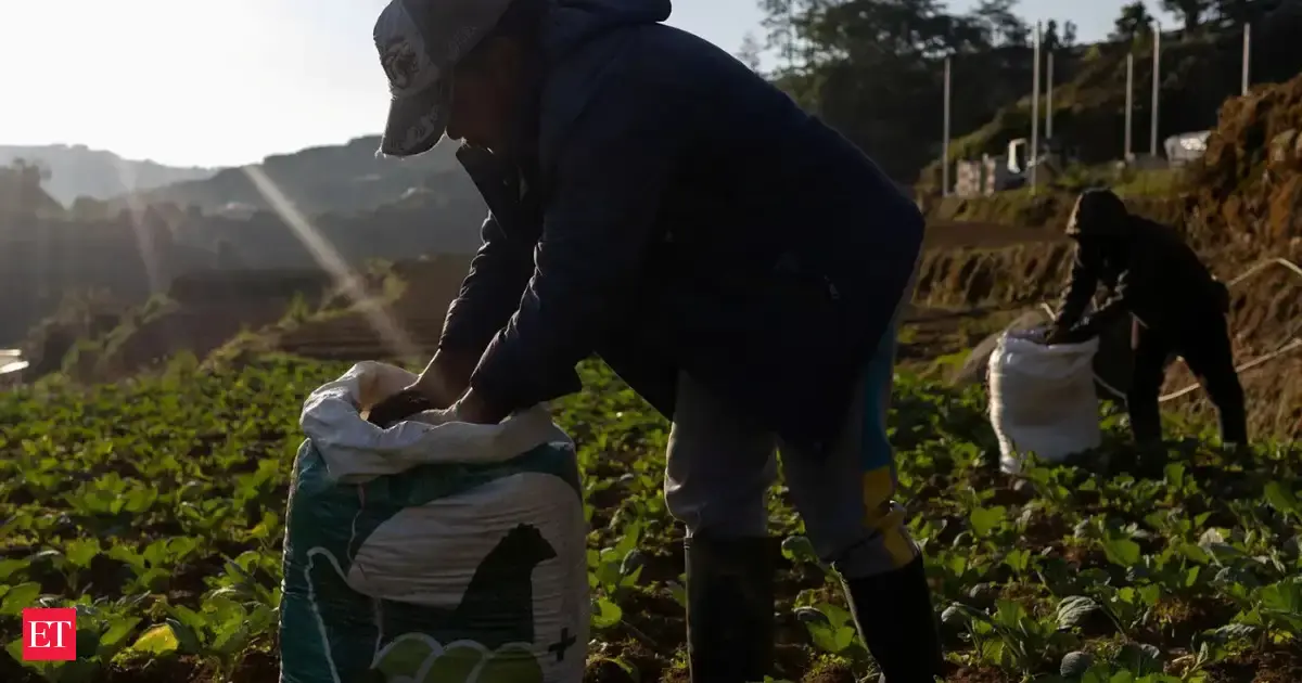 India fertiliser output drops a quarter on Mideast war