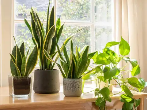 Creating a "Green Shield" with Plants