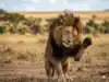 African proverb of the day: 'Even the lion protects himself against...' Lessons on caution, human nature, success and why ignoring small issues can lead to big problems