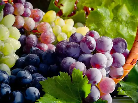 Grapes (Angoor) &mdash; Tiny Bursts of Moisture