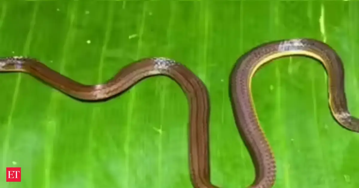 Calamaria garoensis: New snake species discovered in Meghalaya's Garo hills