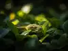 Are Smaller Snakes More Dangerous Than Adults?