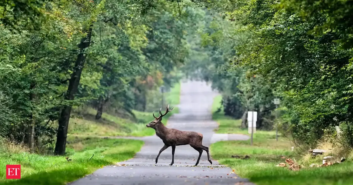 Extreme weather could endanger over one-third of land animal habitats by 2085, study warns