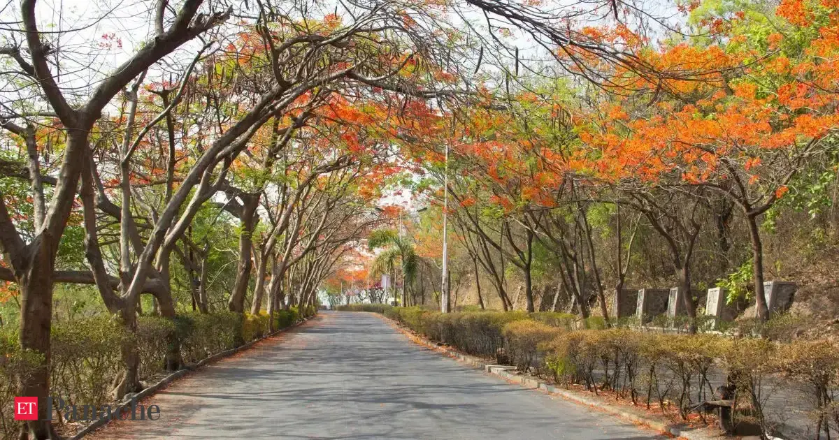 This tree is turning Delhi red. Doctor shares the fiery sight and its Madagascar link