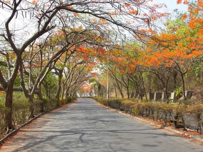 This tree is turning Delhi red. Doctor shares the fiery sight and its ...