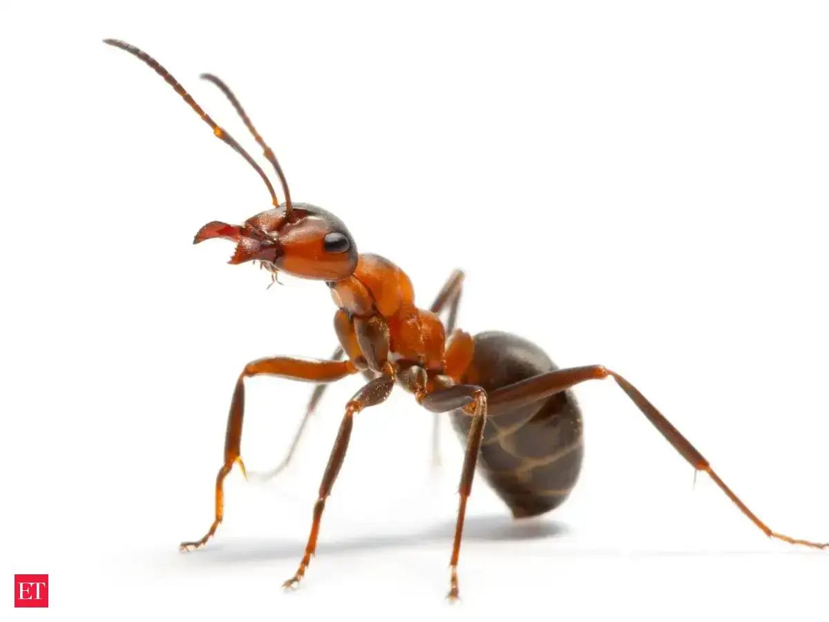 ​6 easy ways: How to keep ants away from leftover food and chakki​