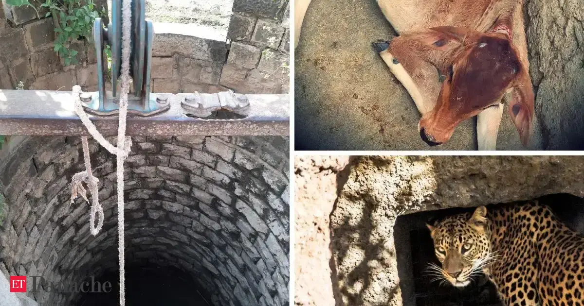 Leopard and calf fall into same well in Madhya Pradesh. But what ...