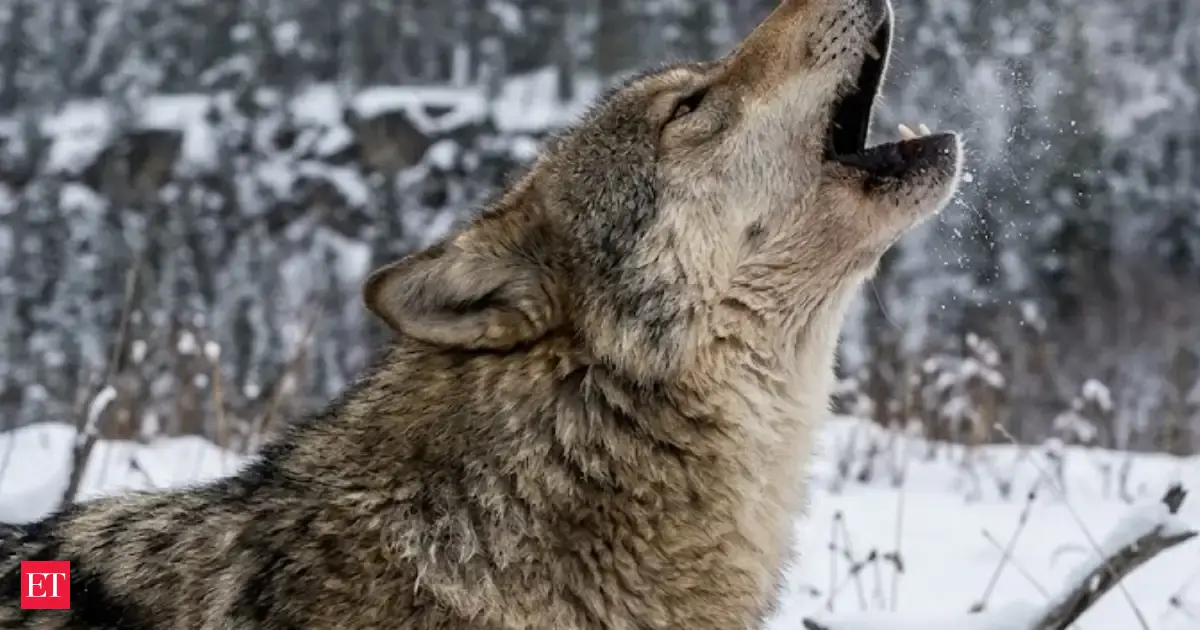 What Chernobyl’s Wolves Learned to Survive That Scientists Still Don’t ...