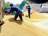 India allows 25 lakh tonnes additional wheat exports, total reaches 50 lakh tonnes