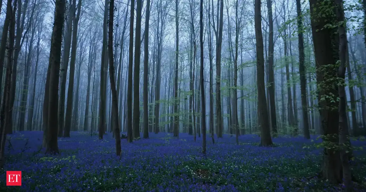 African proverb of the day: 'You do not teach the paths of the forest to an...' – an inspiring saying on why experience should never be underestimated