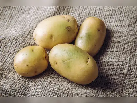 Keeps potatoes in ideal conditions