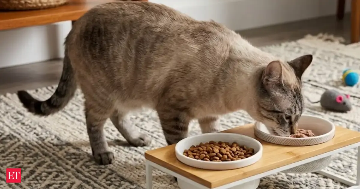 Researchers identify the simplest way to help your cat live longer ...