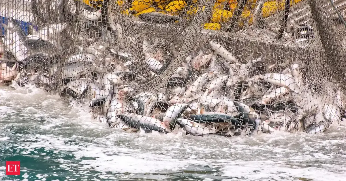 India’s marine fish catch up 3% in 2025; mackerel tops landings: CMFRI