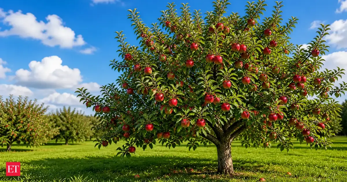 African proverb of the day: “The apple does not fall far from the tree” — Life lessons on family Influence, parenting, social behavior, and identity