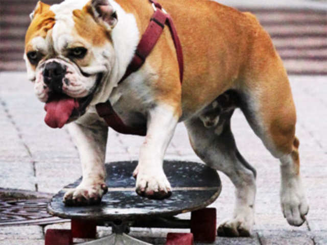 A Bulldog riding his skateboard