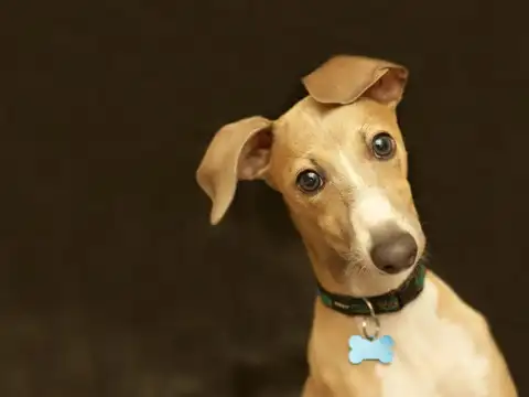 Greyhound