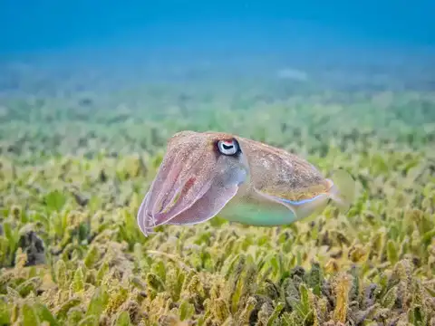 Cuttlefish